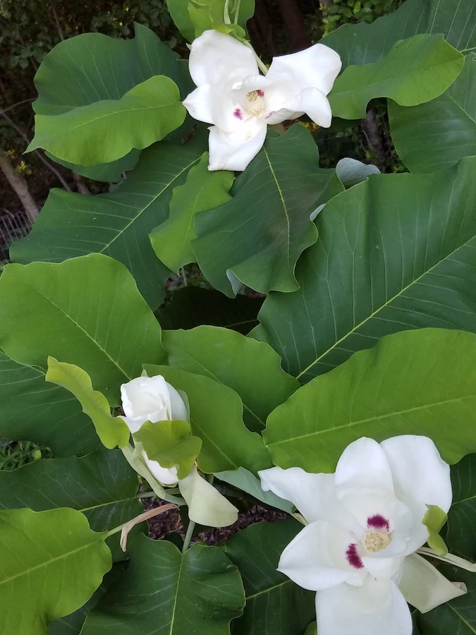 macrophylla ssp ashei